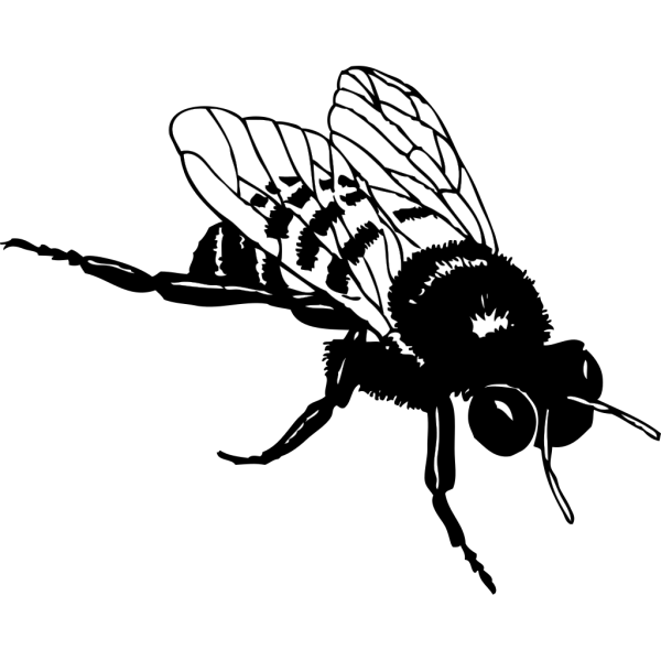 Bumblebee PNG Clip art