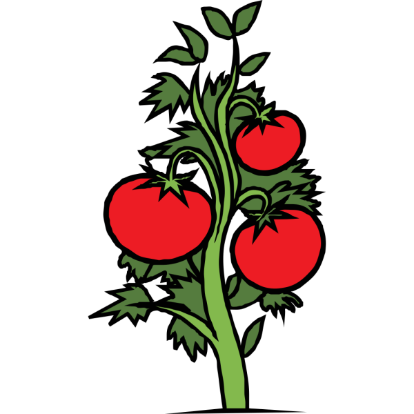 Tomato Plant PNG images