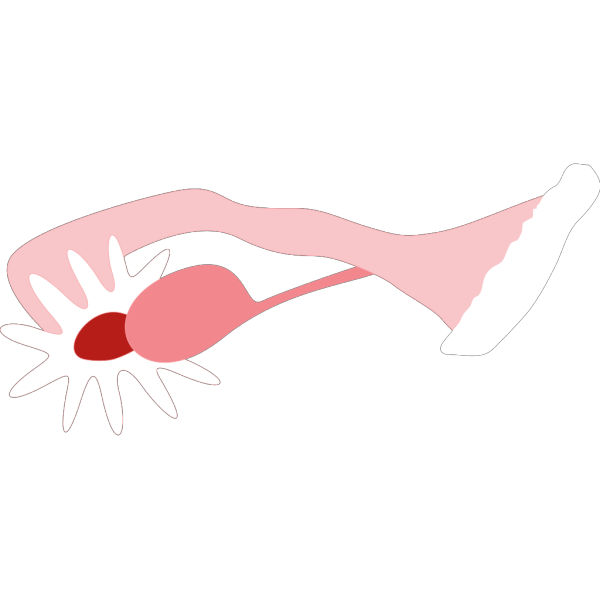 Ovary PNG Clip art
