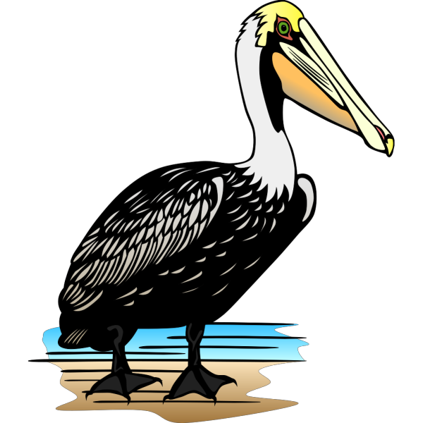 Pelican PNG images