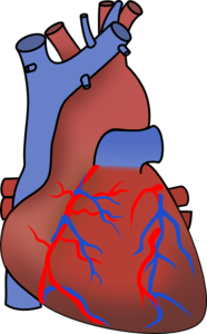 Human Heart PNG Clip art