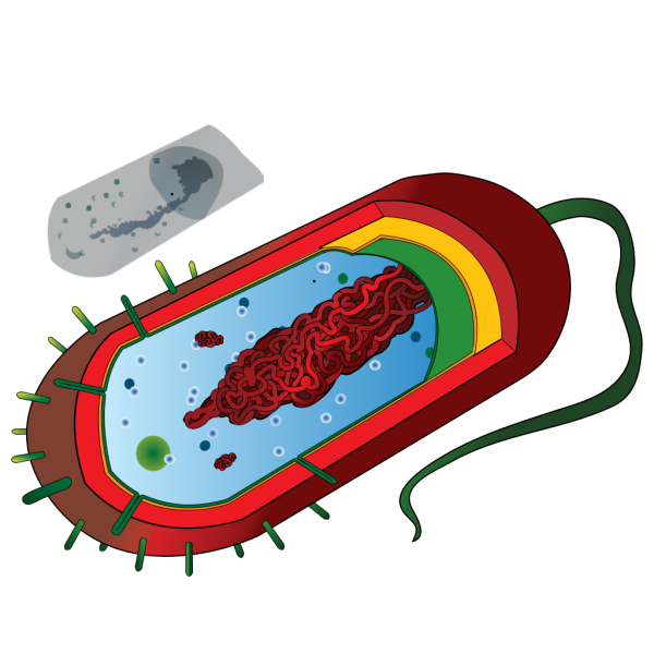 Bacterial Cell No Labels PNG Clip art