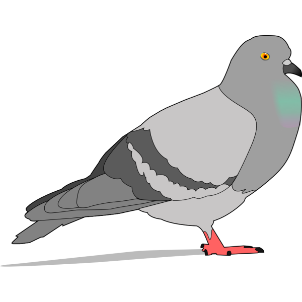 Pigeon  PNG Clip art