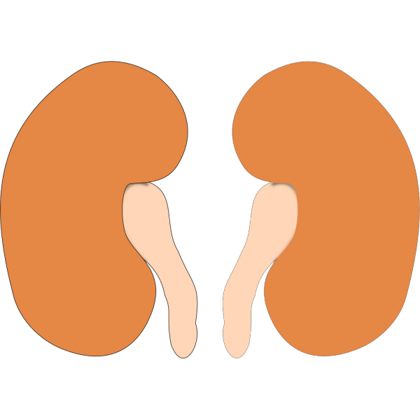 Two Kidneys PNG Clip art