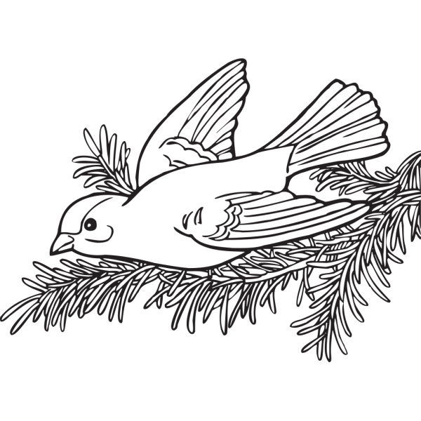 Coloring Book Willow Goldfinch PNG images