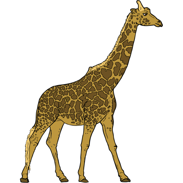 Giraffe PNG images