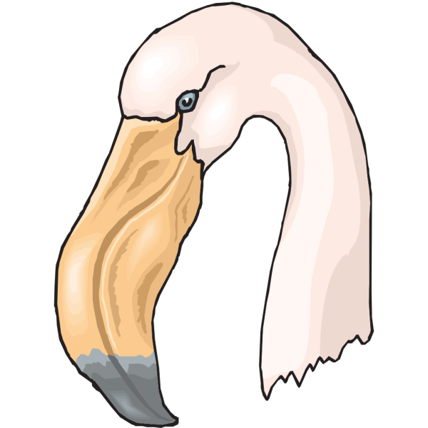 Flamingo Head PNG Clip art