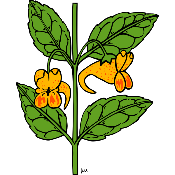 Wild Orange Flower PNG Clip art