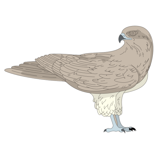 Brown Hawk PNG images