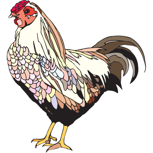 Colorful Chicken PNG images