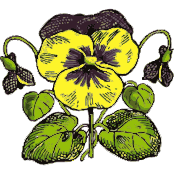 Pansy PNG images