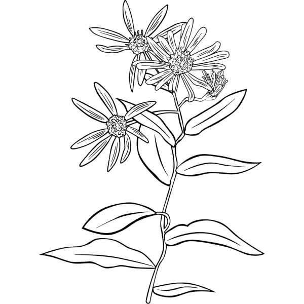 Plant Flowers Shrub PNG Clip art