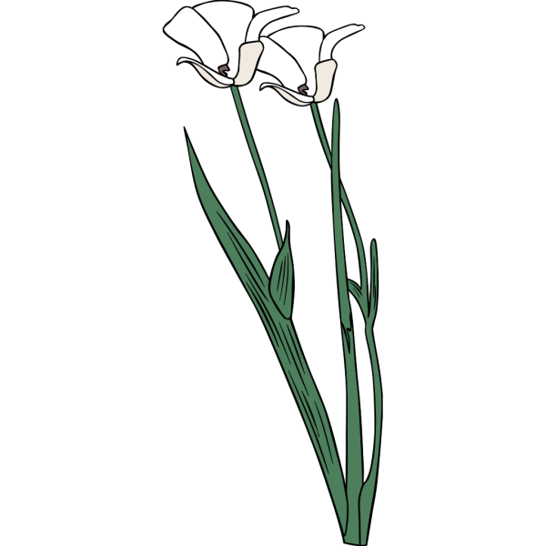 Plant Shrub Flowers Outline PNG Clip art