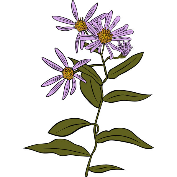 Aster Conspicuus PNG images