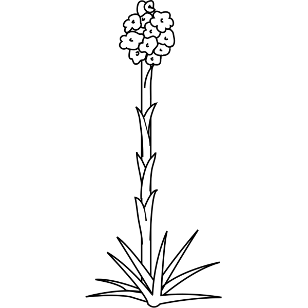 Plant Flower Outline PNG Clip art
