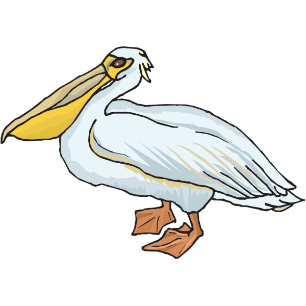 Standing Pelican PNG Clip art