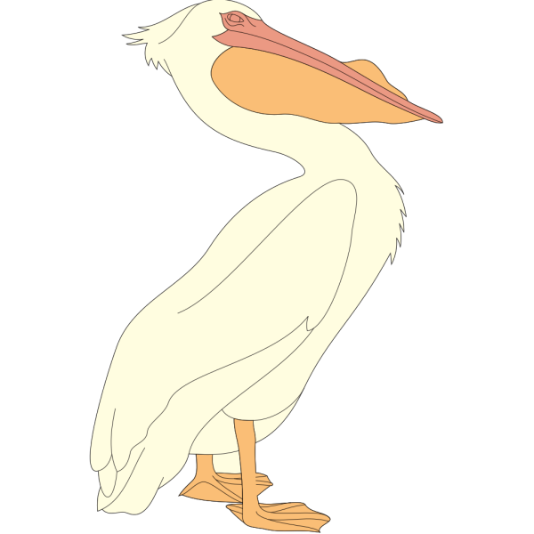 Pelican PNG Clip art