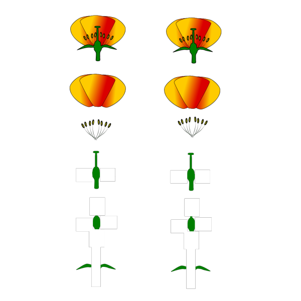 Flower Unconstructed PNG Clip art