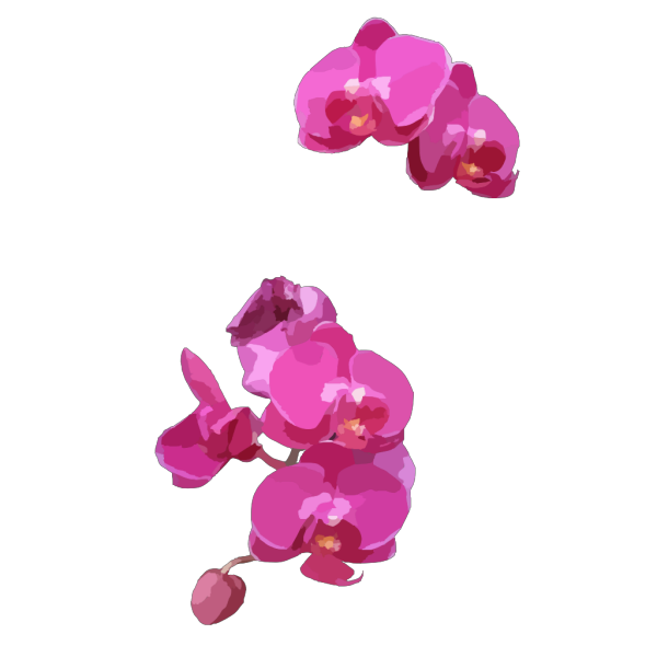 Pink Orchids PNG Clip art