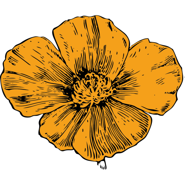 California Golden Poppy PNG Clip art