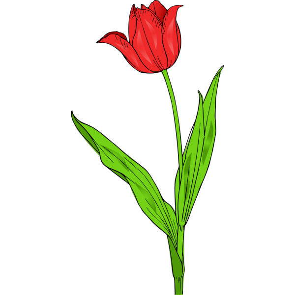 Red Tulip PNG Clip art