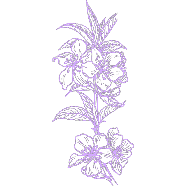 Purple Hawaiian Flower PNG images