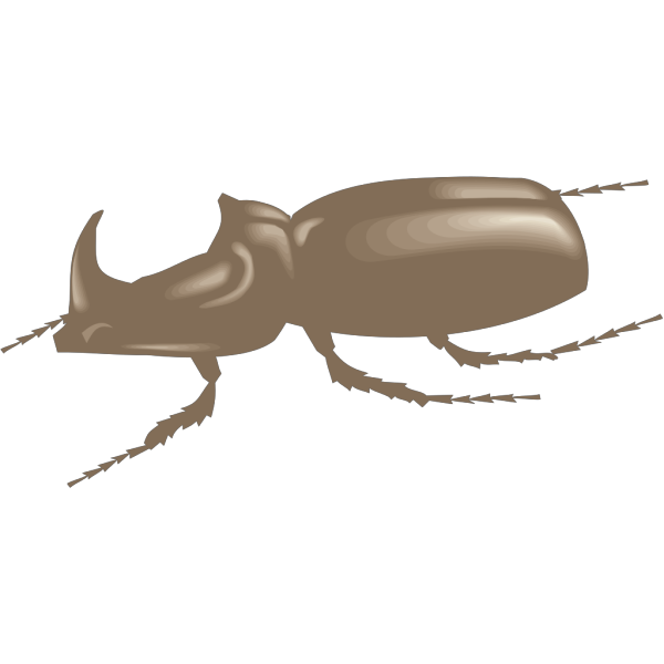 Brown Beetle PNG Clip art