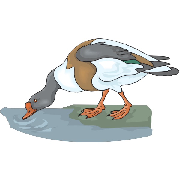 Drinking Duck PNG Clip art