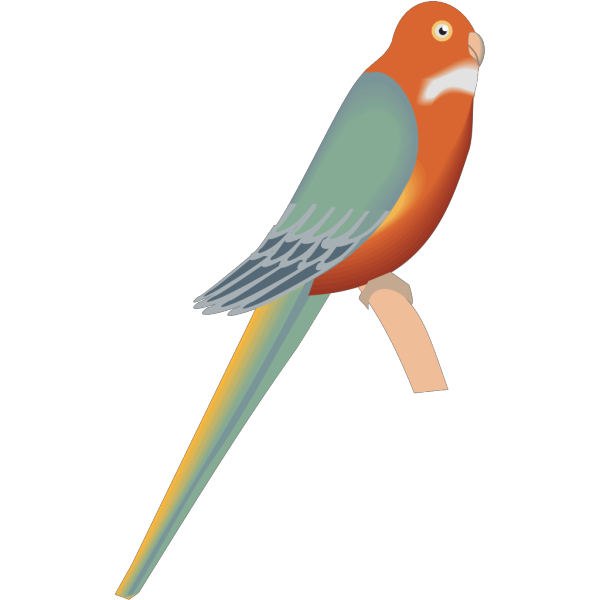 Parakeet PNG Clip art