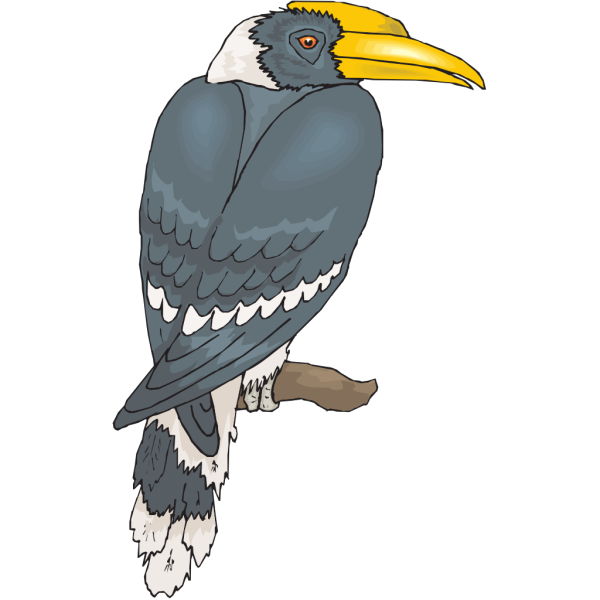 Perched Hornbill PNG Clip art