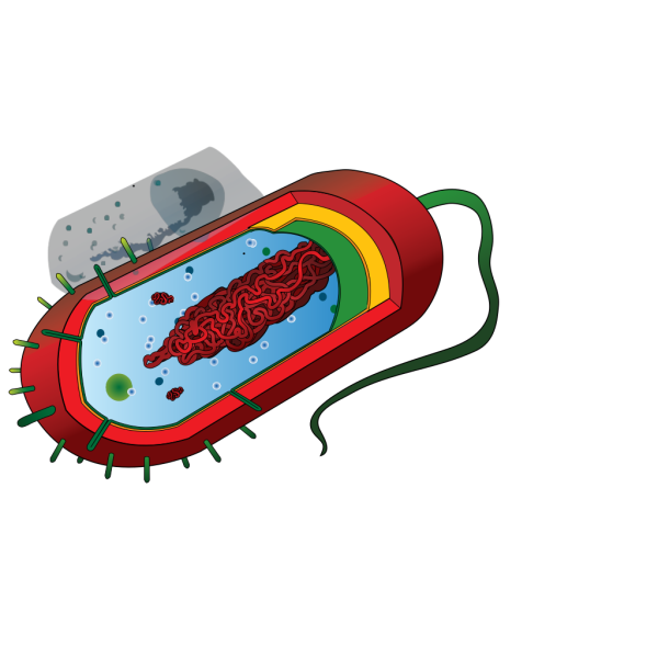 Prokarytoci Cell PNG images