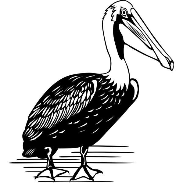 Standing Pelican PNG Clip art