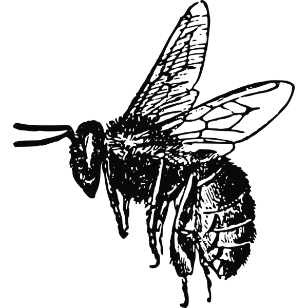 Bee Drawing PNG Clip art