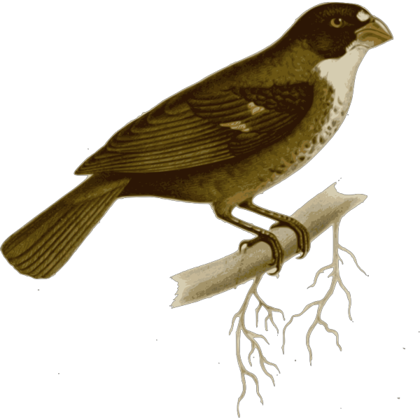 Black Bird On Branch PNG Clip art