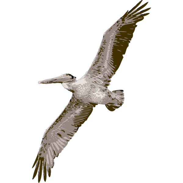 Pelican Flying PNG Clip art