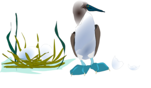 Sea Bird With Nest PNG images