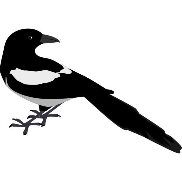 Magpie Looking Back PNG Clip art