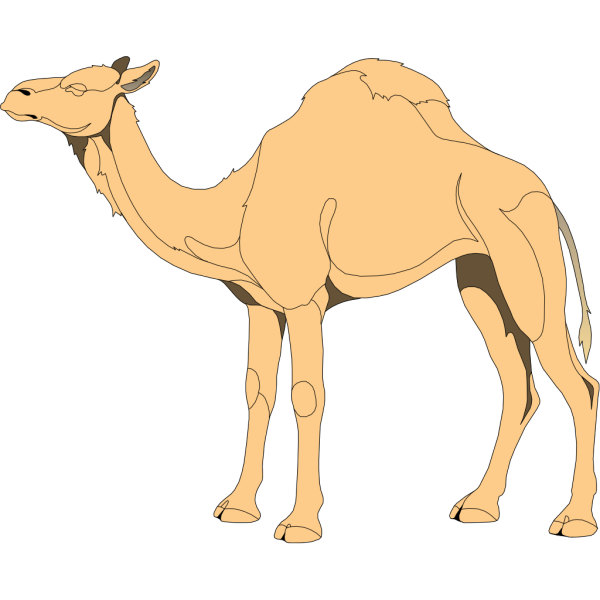 Camel PNG Clip art