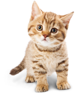 Adorable Cat PNG PNG images