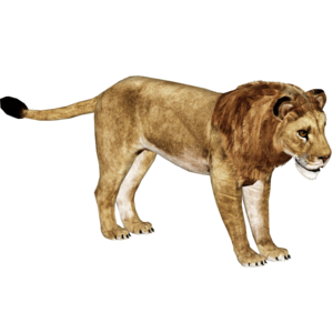African Lion PNG HD PNG Clip art
