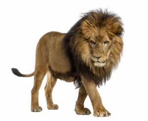 African Lion Transparent Background Clip art