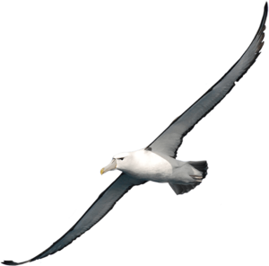 Albatross PNG Clipart PNG Clip art