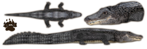 Alligator PNG Free Download PNG Clip art