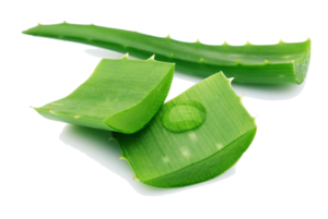 Aloe PNG Pic PNG icons