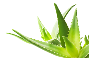 Aloe PNG Transparent Image PNG images