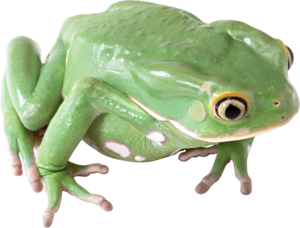 Amphibian PNG Transparent Image Clip art