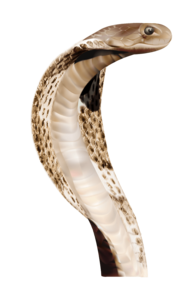 Anaconda PNG File PNG Clip art