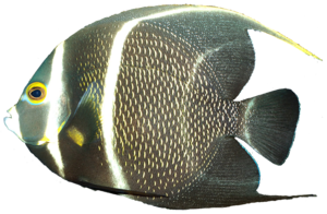 Angelfish Download PNG Image PNG Clip art