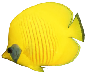 Angelfish PNG Background Image PNG Clip art