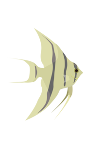 Angelfish PNG Transparent Picture PNG Clip art